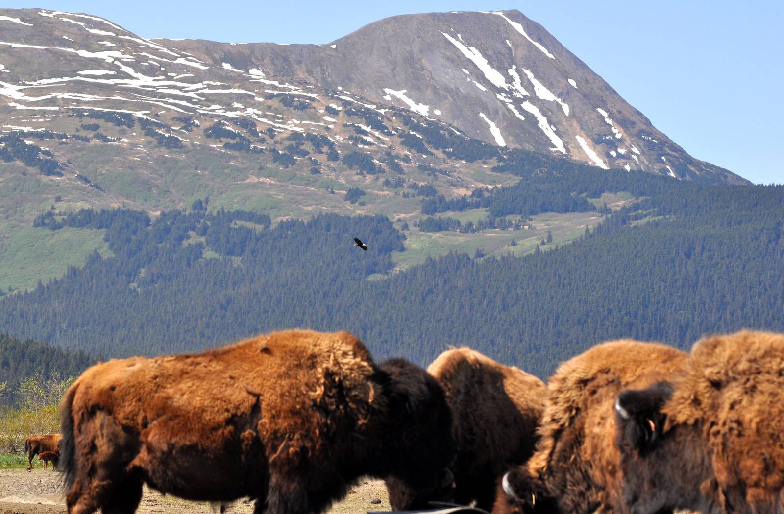 Bald Eagle flying over Wood Bison enclosure