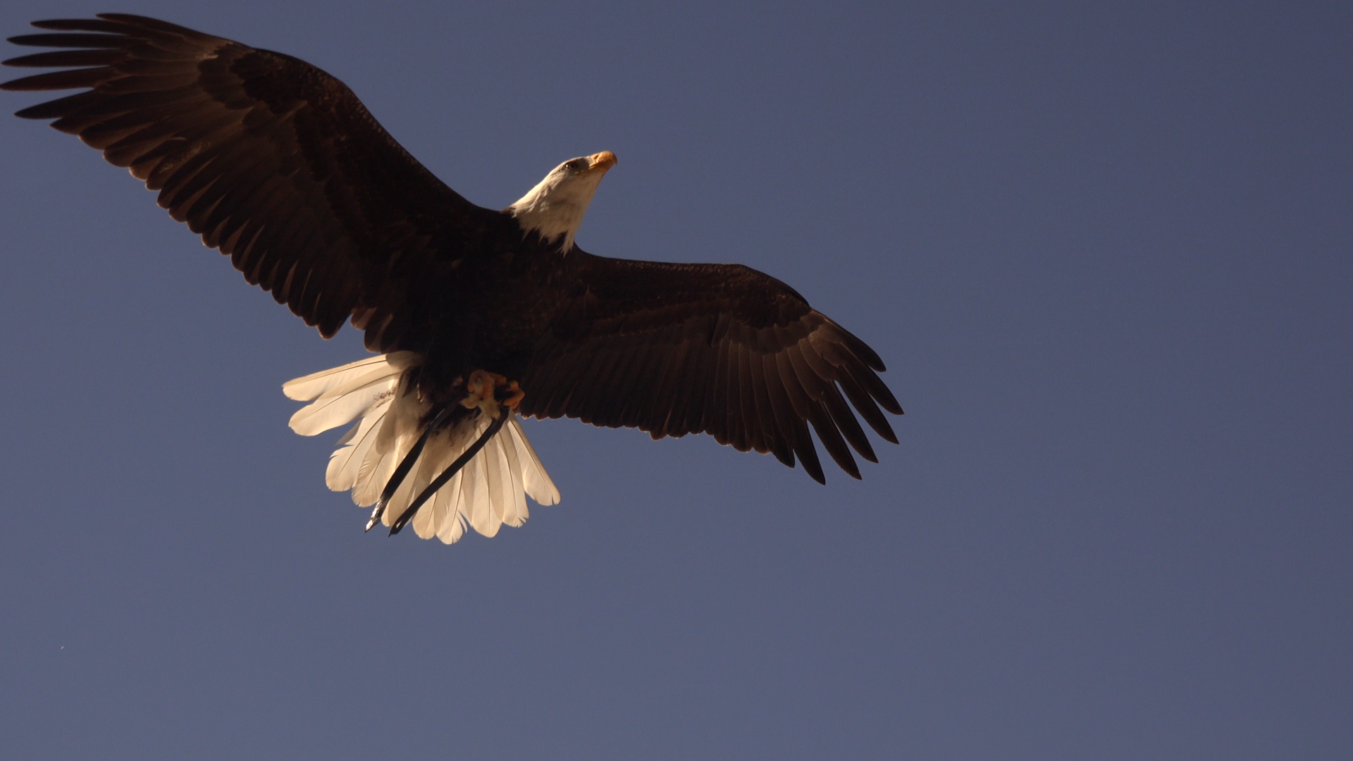Bald Eagle flying