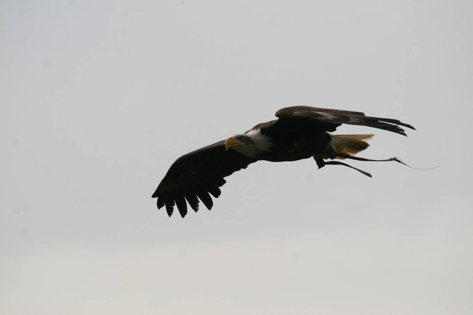 Bald Eagle, Gauntlet 2008