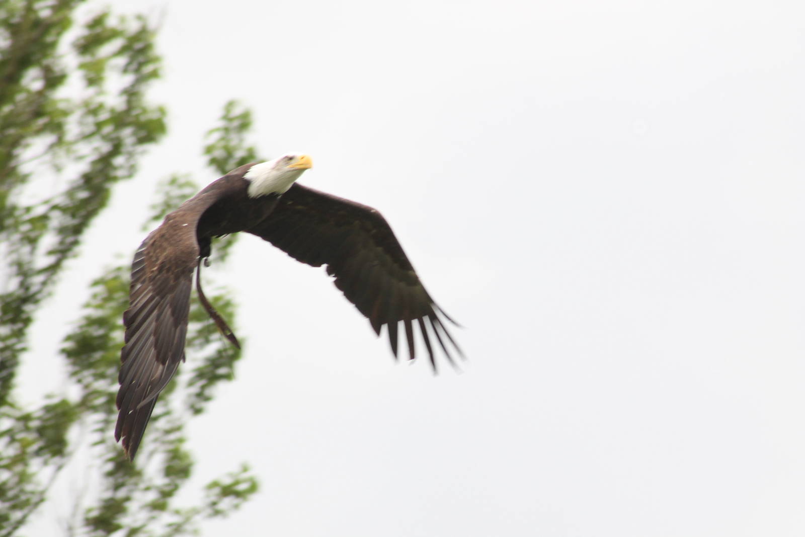 Bald Eagle Gauntlet 2nd August 2012