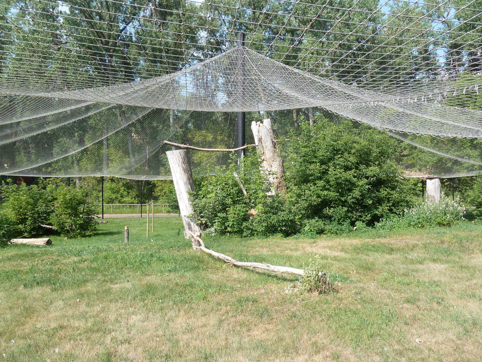 Bald Eagle/Golden Eagle Aviary