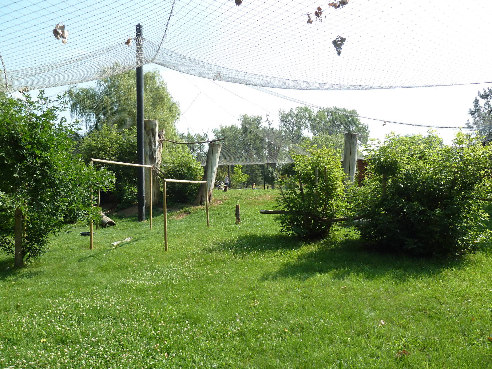 Bald Eagle/Golden Eagle Aviary