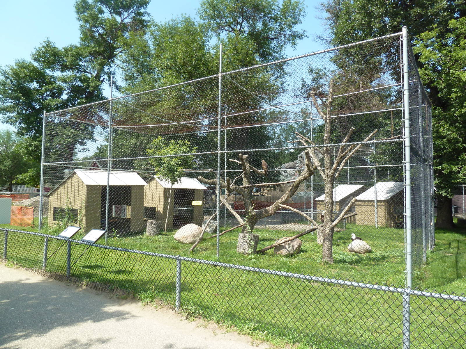 Bald Eagle/Golden Eagle Aviary