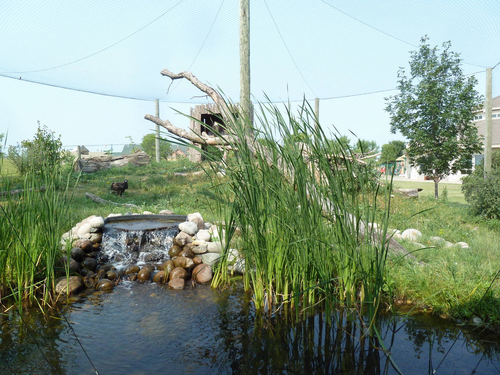 Bald Eagle/Golden Eagle Exhibit - Open-Facing Aviary
