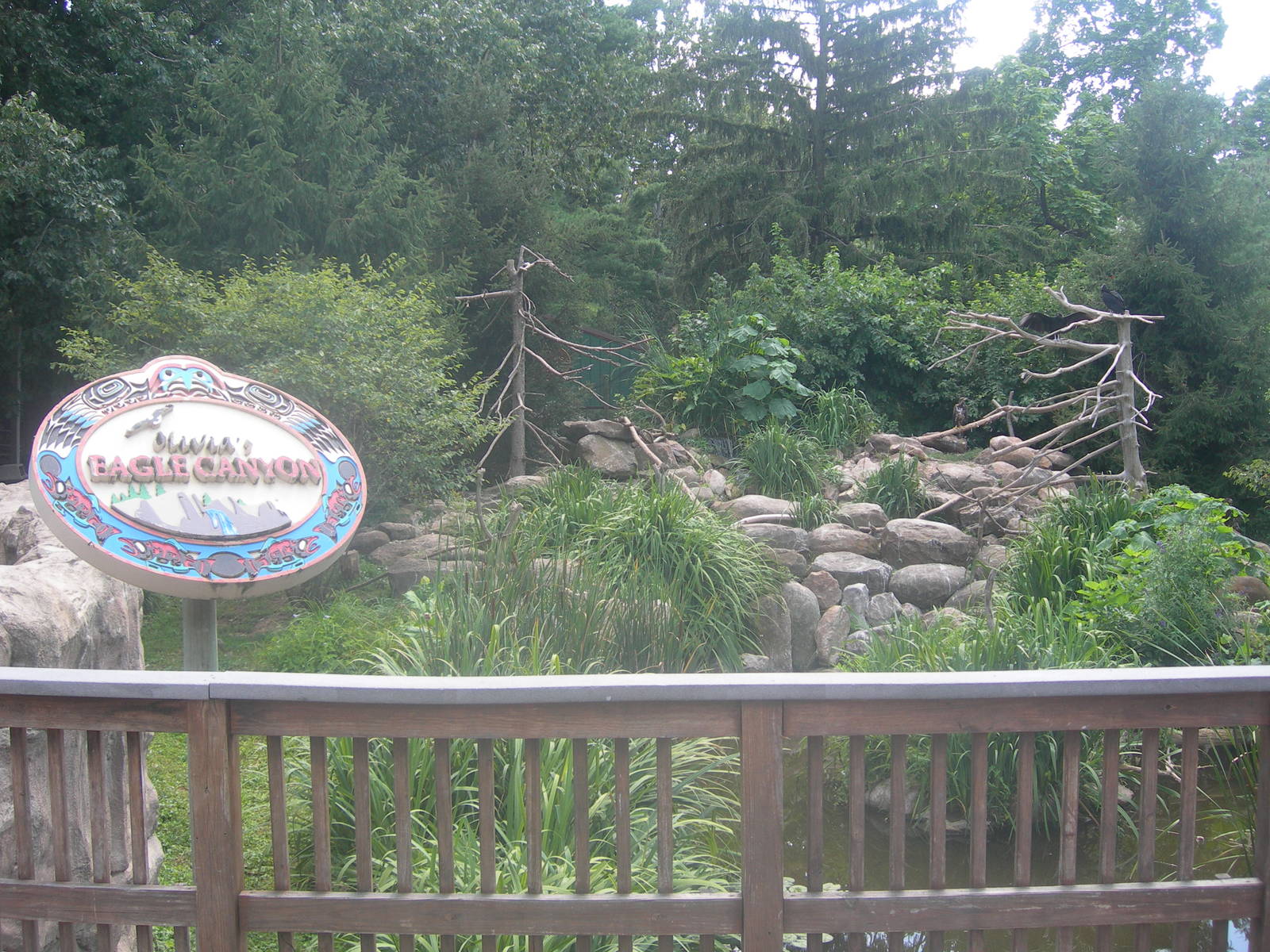 Bald Eagle/Golden Eagle Exhibit