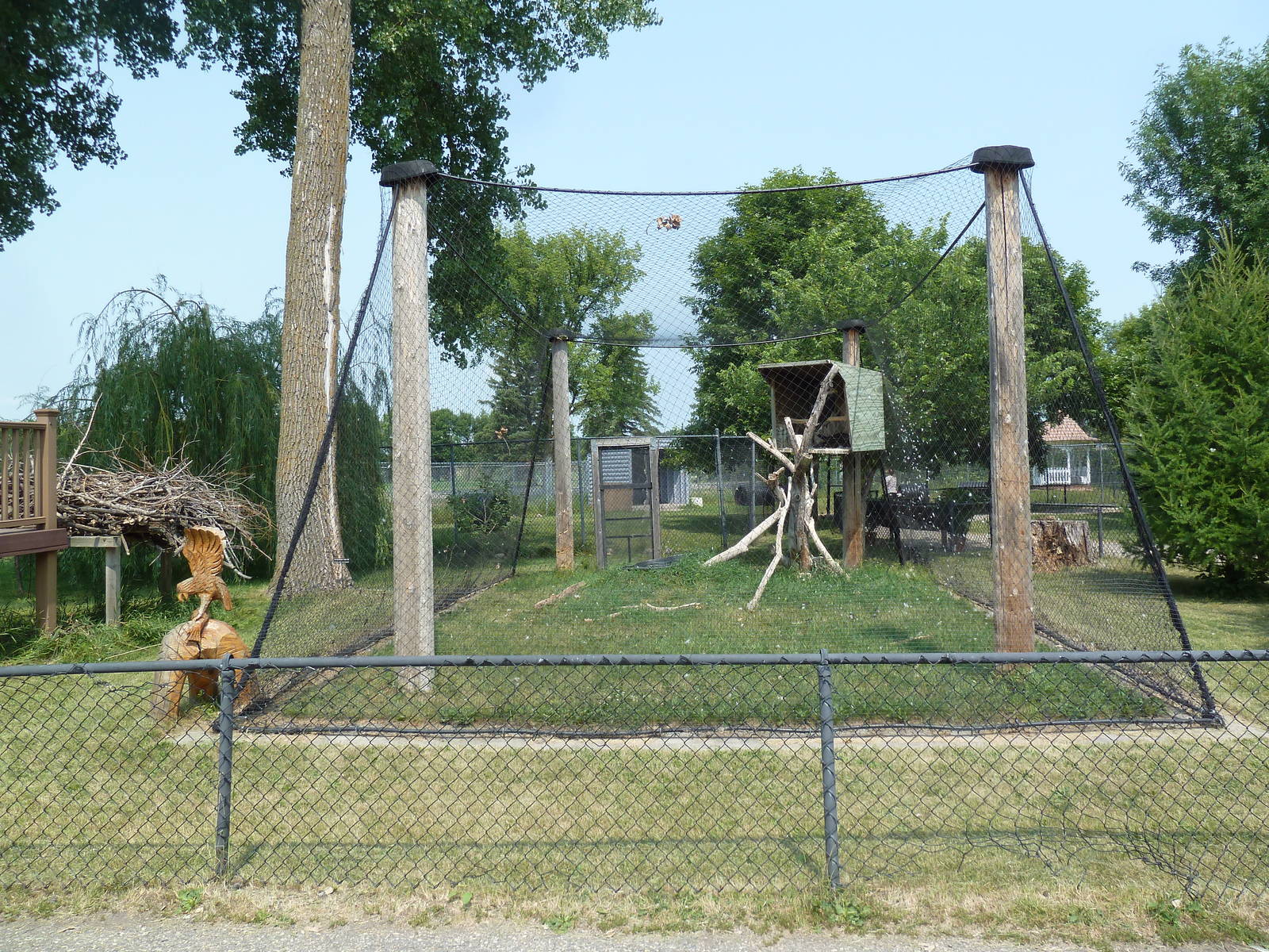 Bald Eagle + Golden Eagle Exhibit