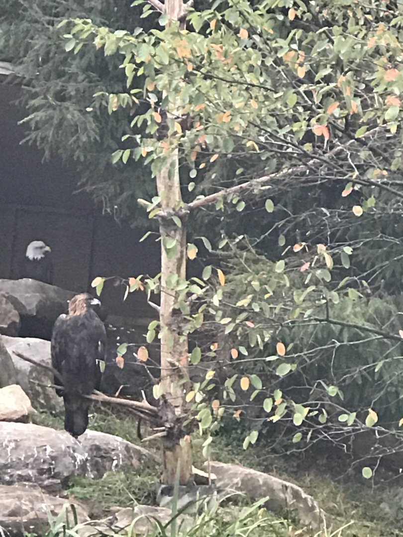 Bald eagle/golden eagle exhibit