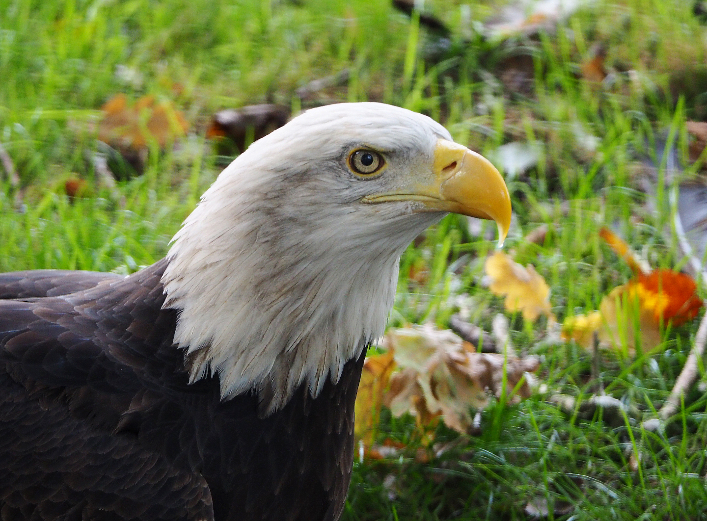 Bald eagle (Haliaeetus leucocephalus), 2019-10-05