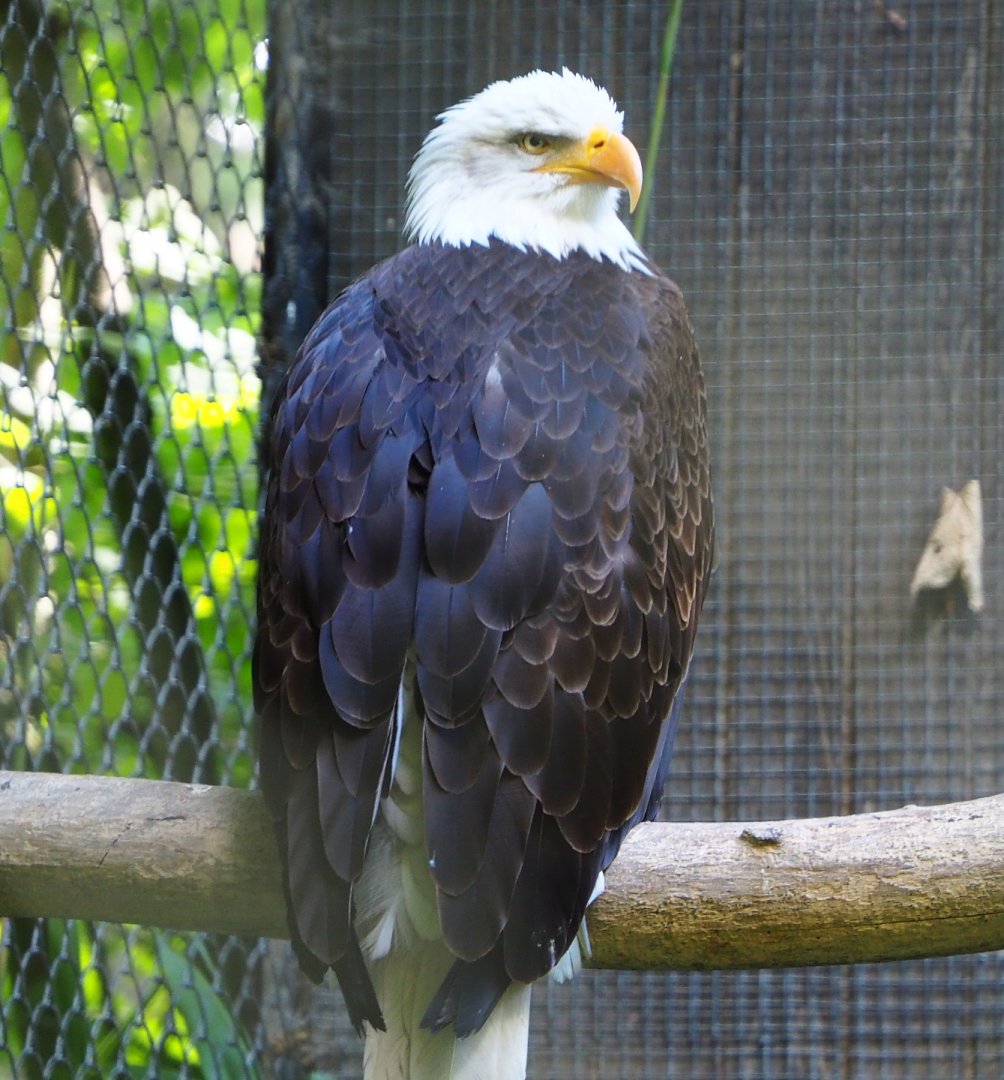 Bald eagle (Haliaeetus leucocephalus), 2020-07-21