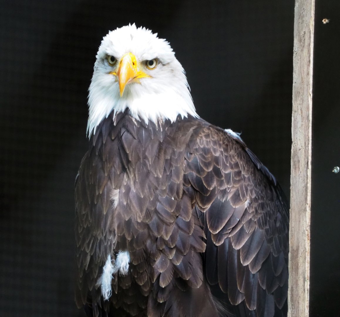 Bald eagle (Haliaeetus leucocephalus), 2020-08-15