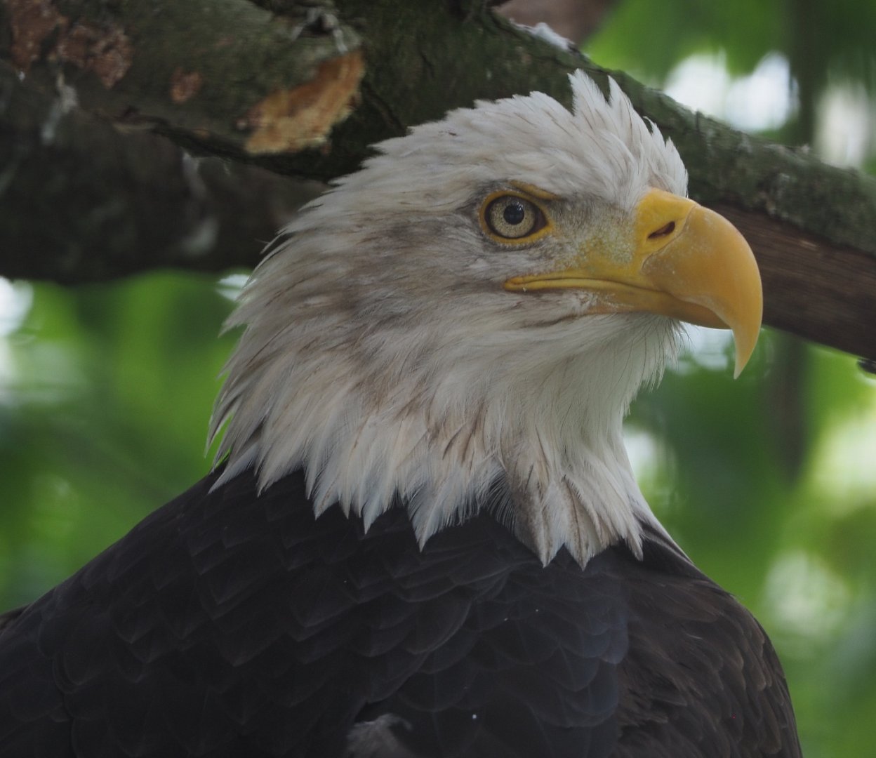 Bald eagle (Haliaeetus leucocephalus), 2020-09-03