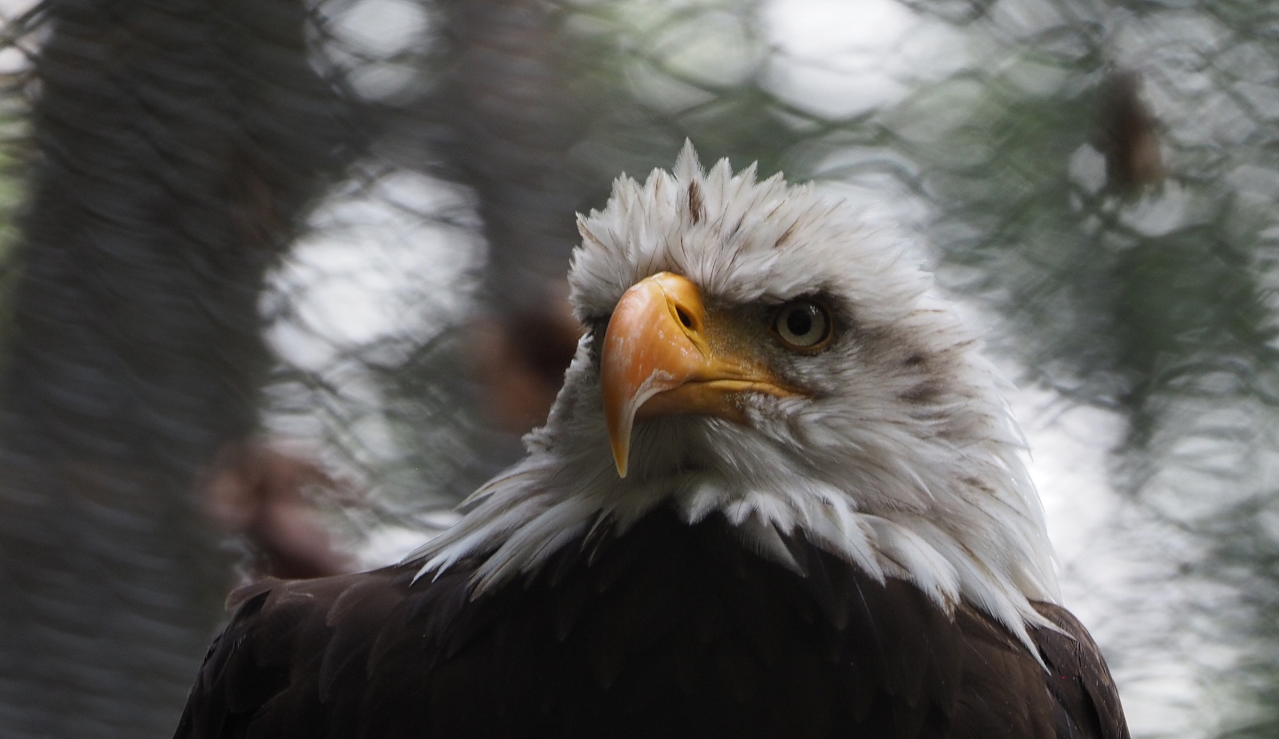 Bald eagle (Haliaeetus leucocephalus), 2020-09-16