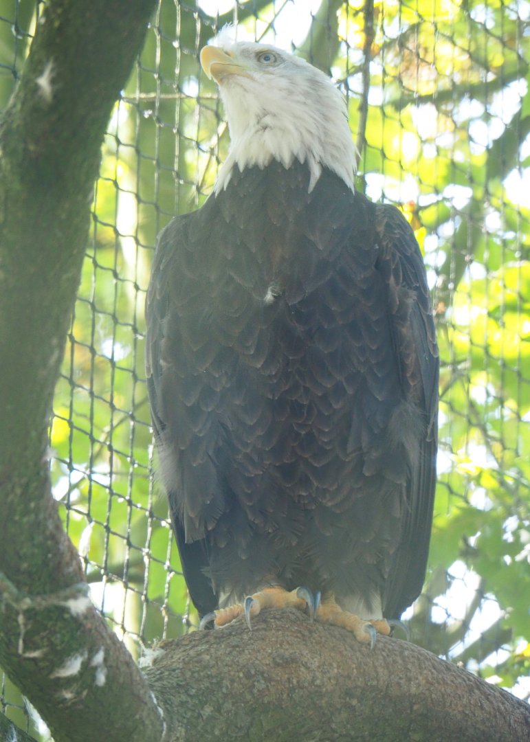 Bald eagle (Haliaeetus leucocephalus), 2021-09-03