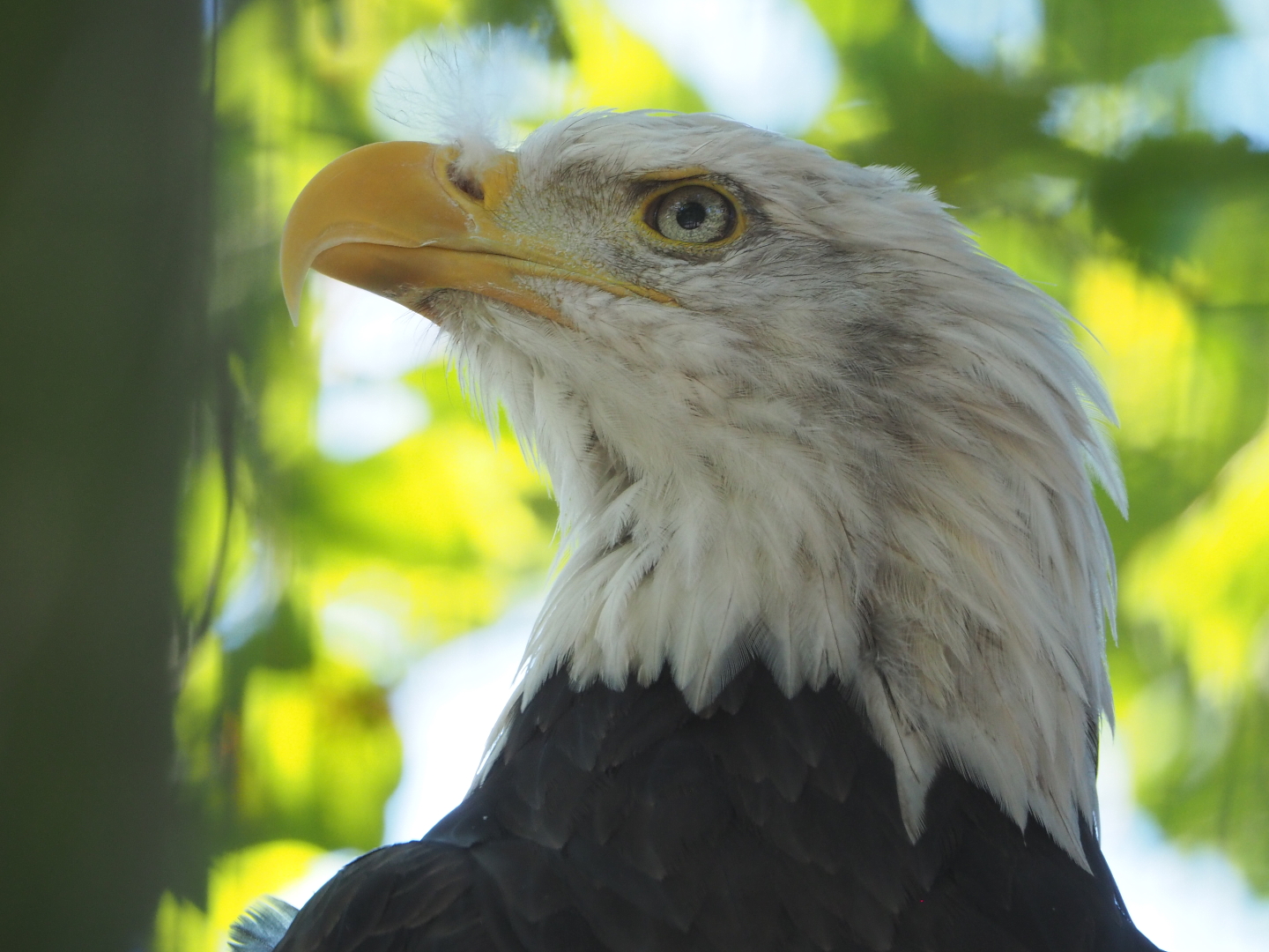 Bald eagle (Haliaeetus leucocephalus), 2021-09-03