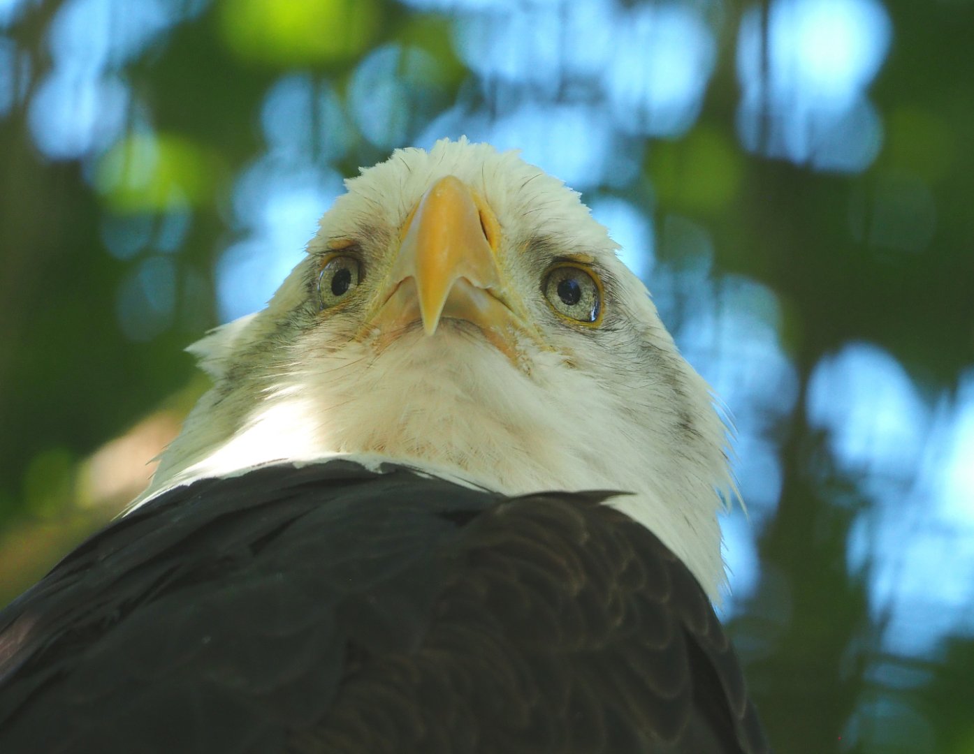 Bald eagle (Haliaeetus leucocephalus), 2022-06-28