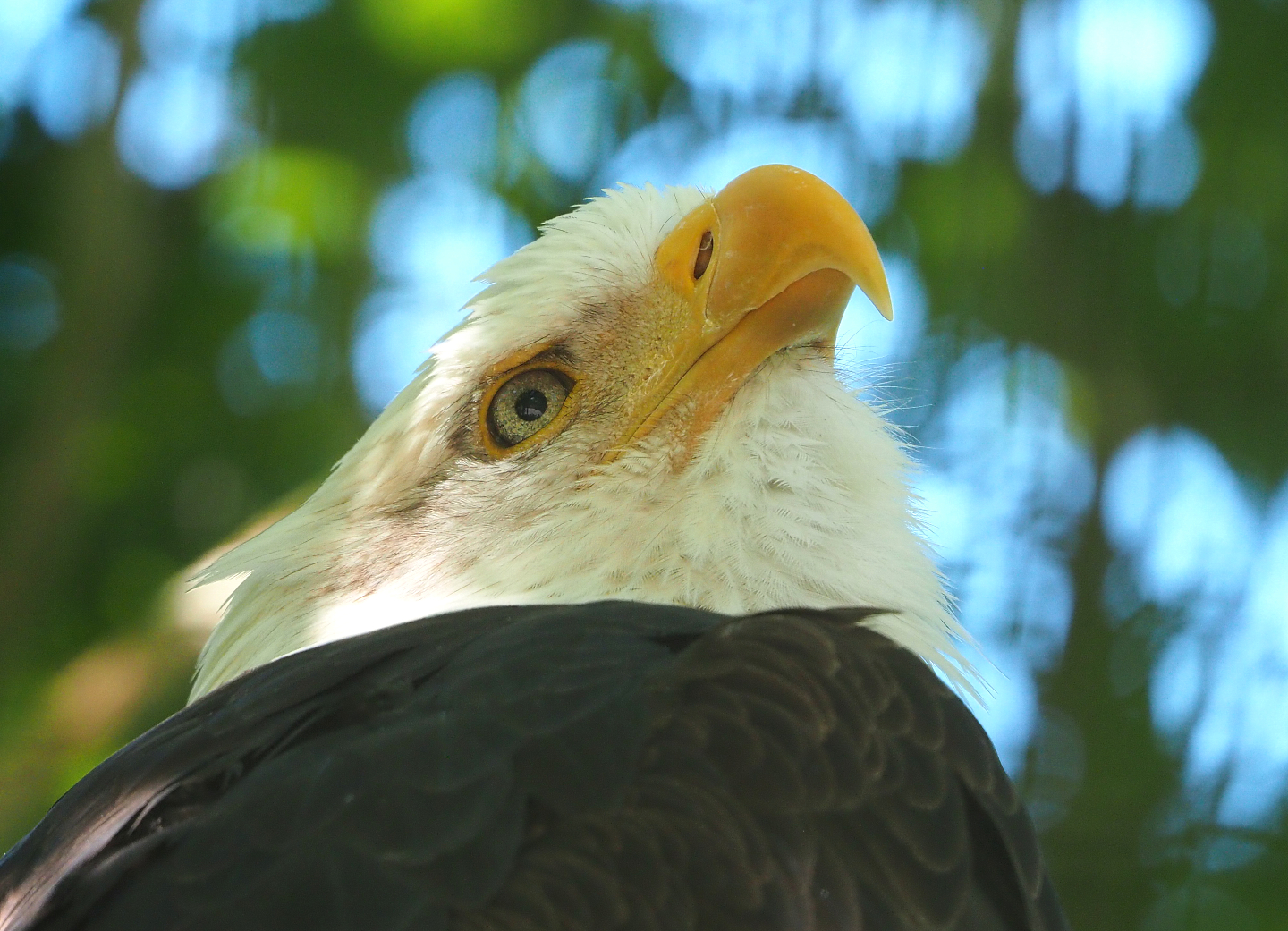 Bald eagle (Haliaeetus leucocephalus), 2022-06-28