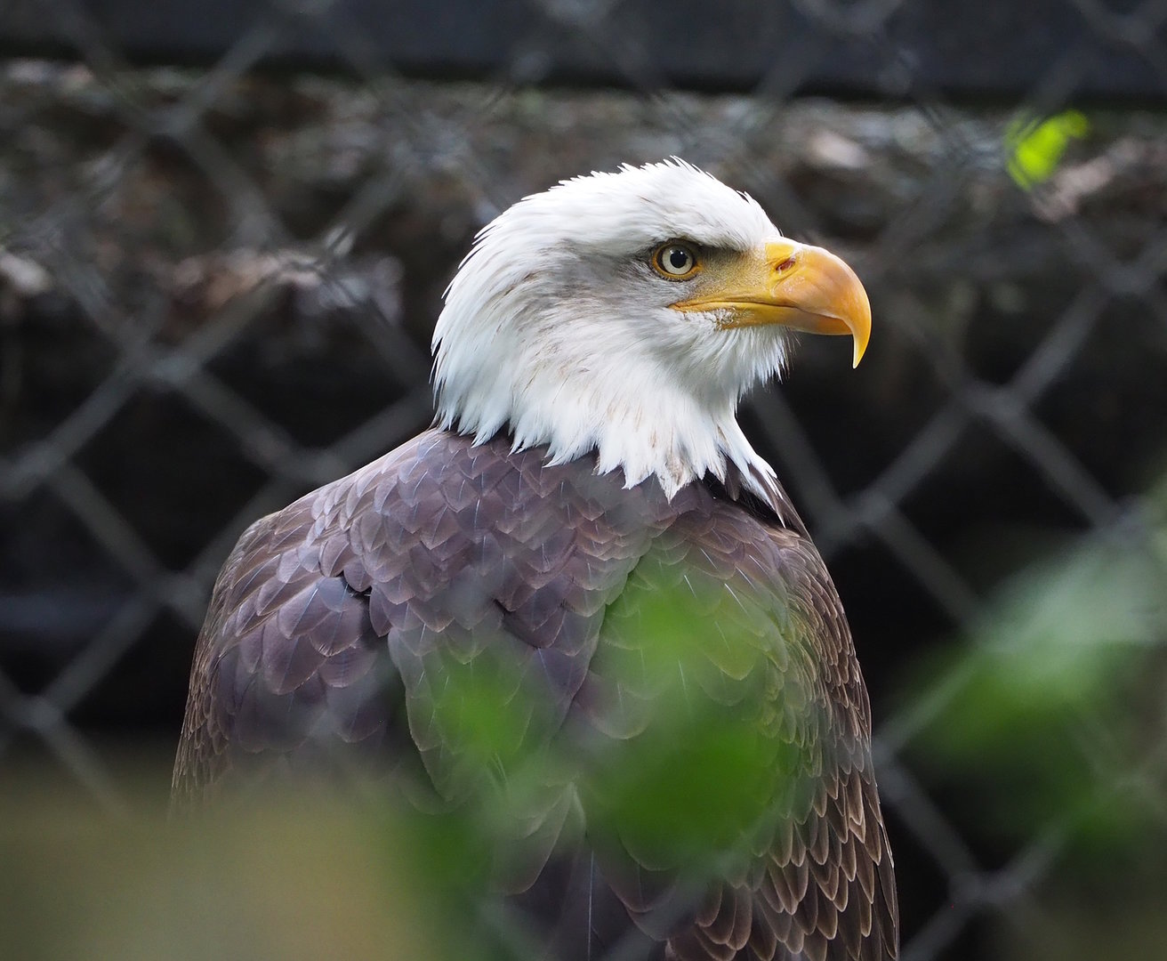 Bald eagle (Haliaeetus leucocephalus), 2022-07-16