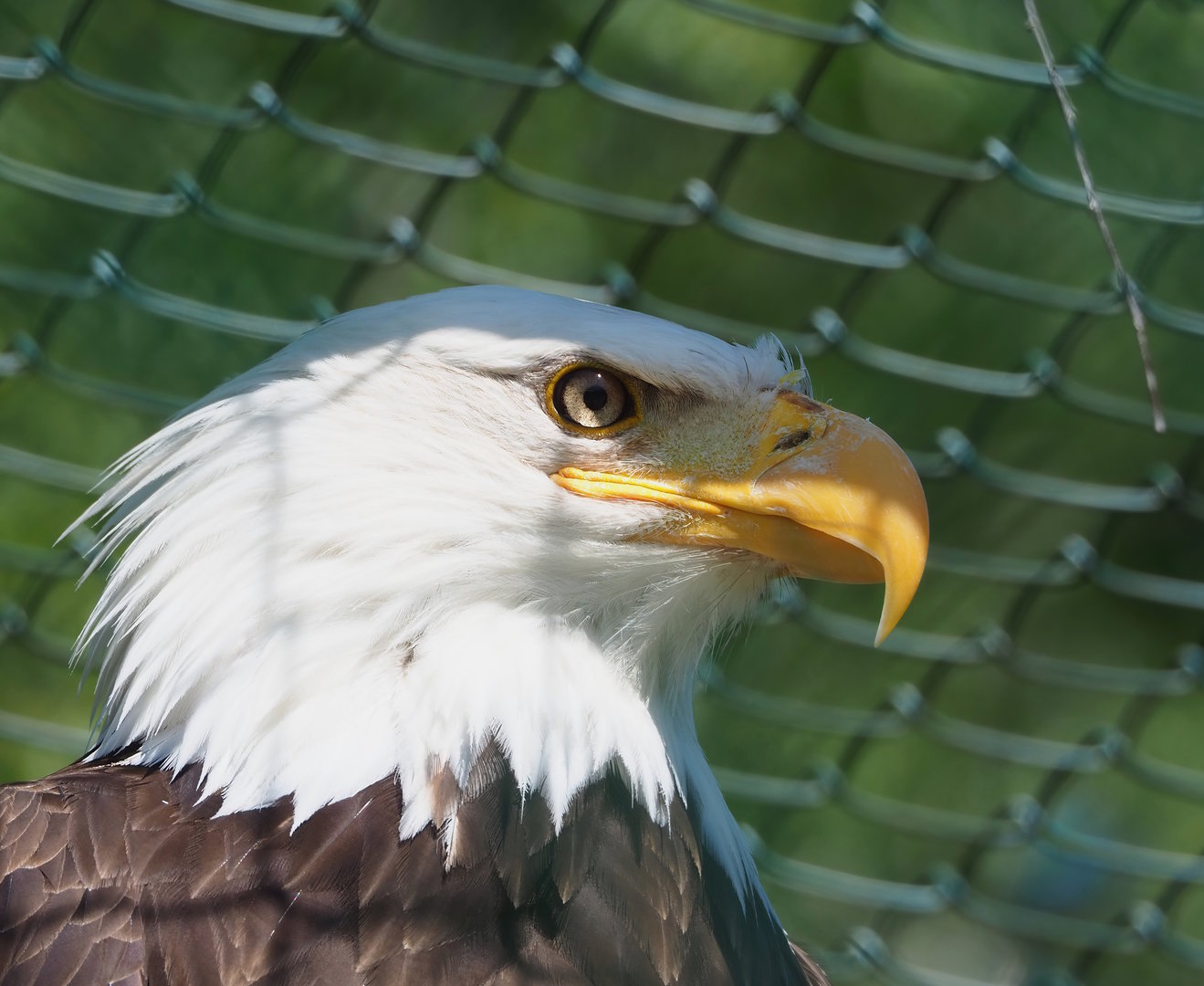 Bald eagle (Haliaeetus leucocephalus), 2023-05-19