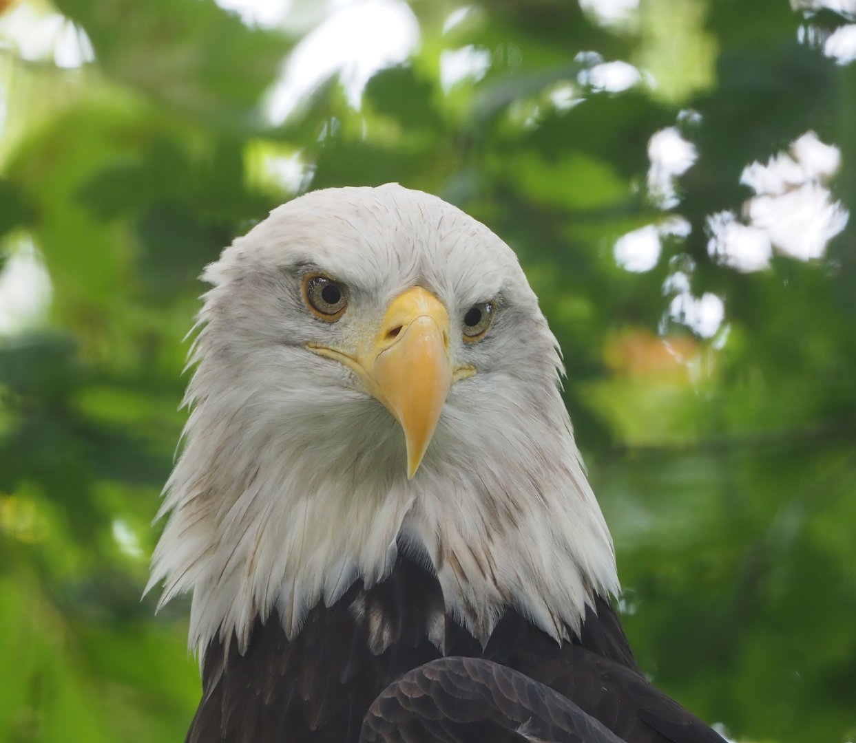 Bald eagle (Haliaeetus leucocephalus), 2023-10-13