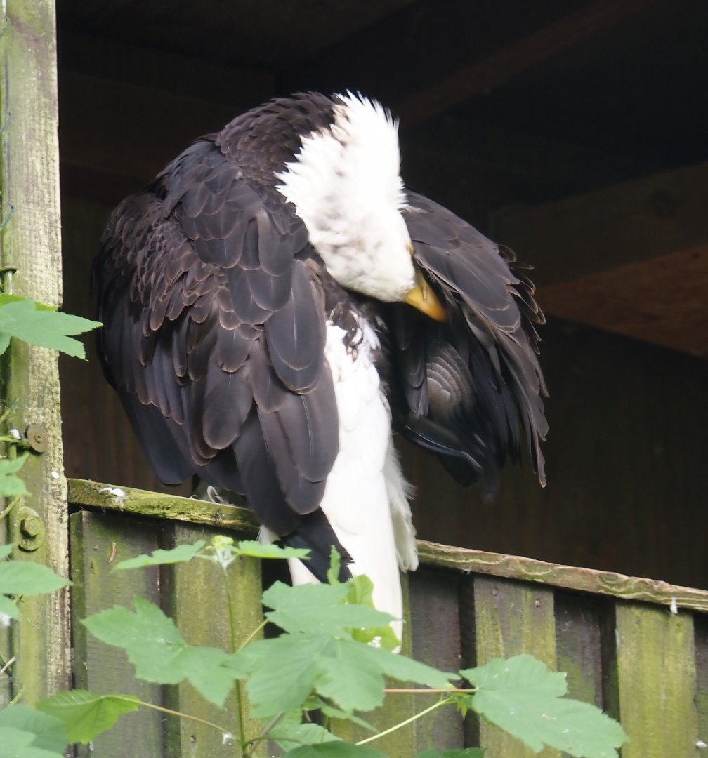 Bald eagle (Haliaeetus leucocephalus), 2024-05-21