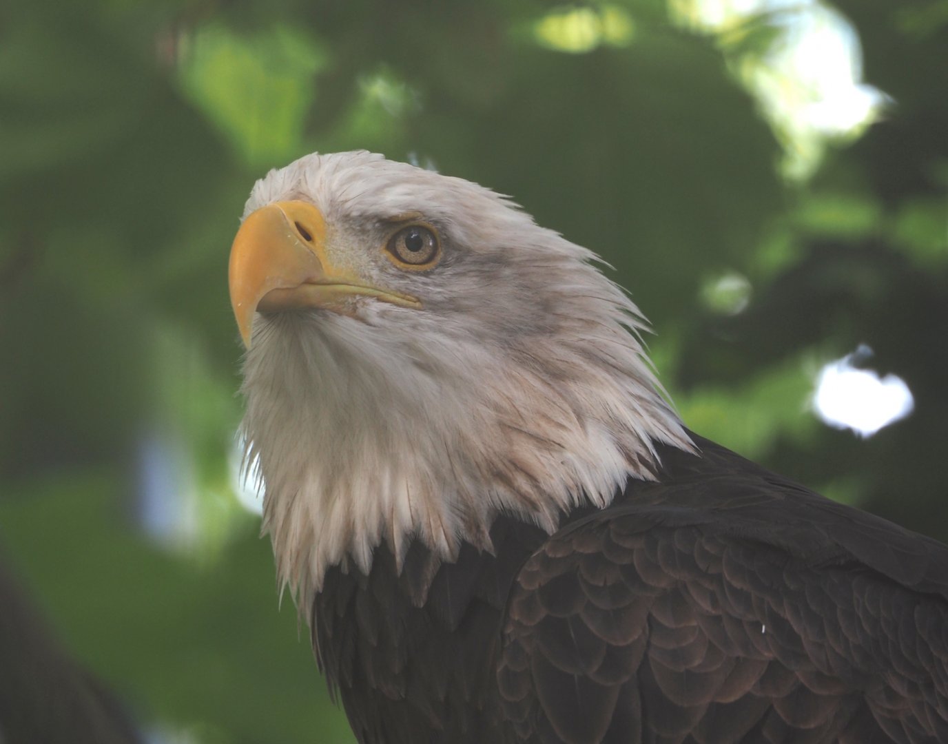 Bald eagle (Haliaeetus leucocephalus), 2024-09-17