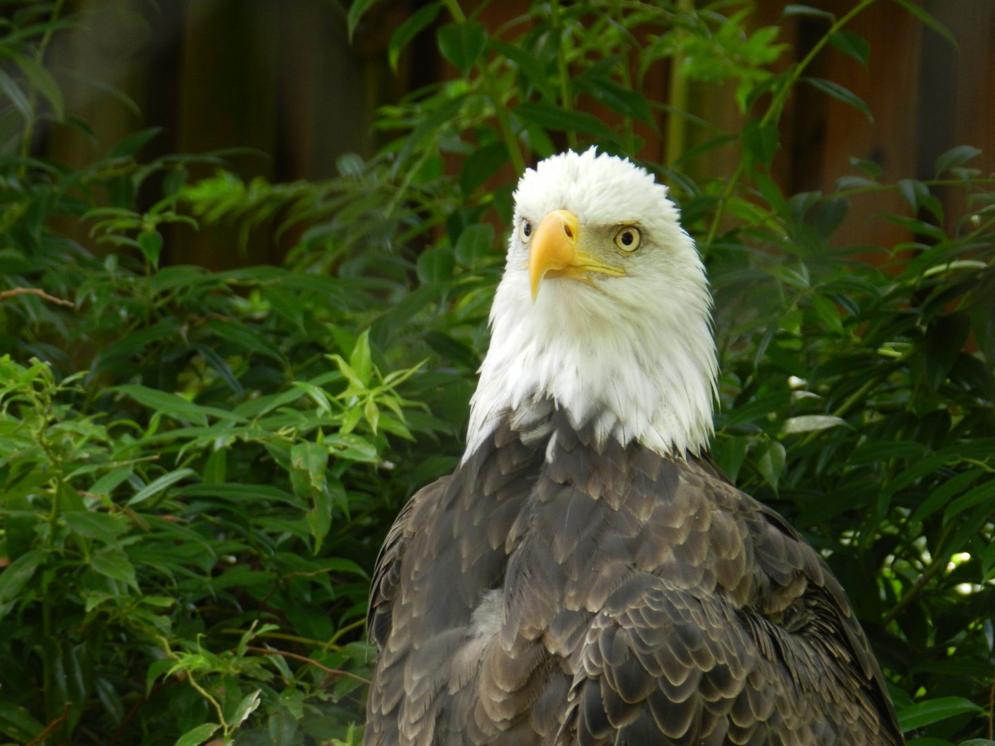 Bald Eagle (Haliaeetus leucocephalus) at Zoo Atlanta, USA