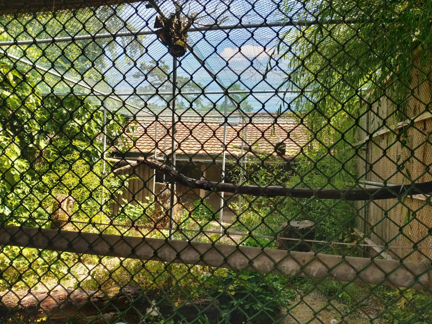 Bald eagle (Haliaeetus leucocephalus) aviary - Bioparc Genève