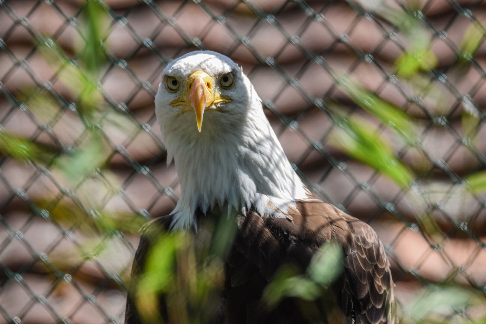 Bald eagle (Haliaeetus leucocephalus) - Bioparc de Genève