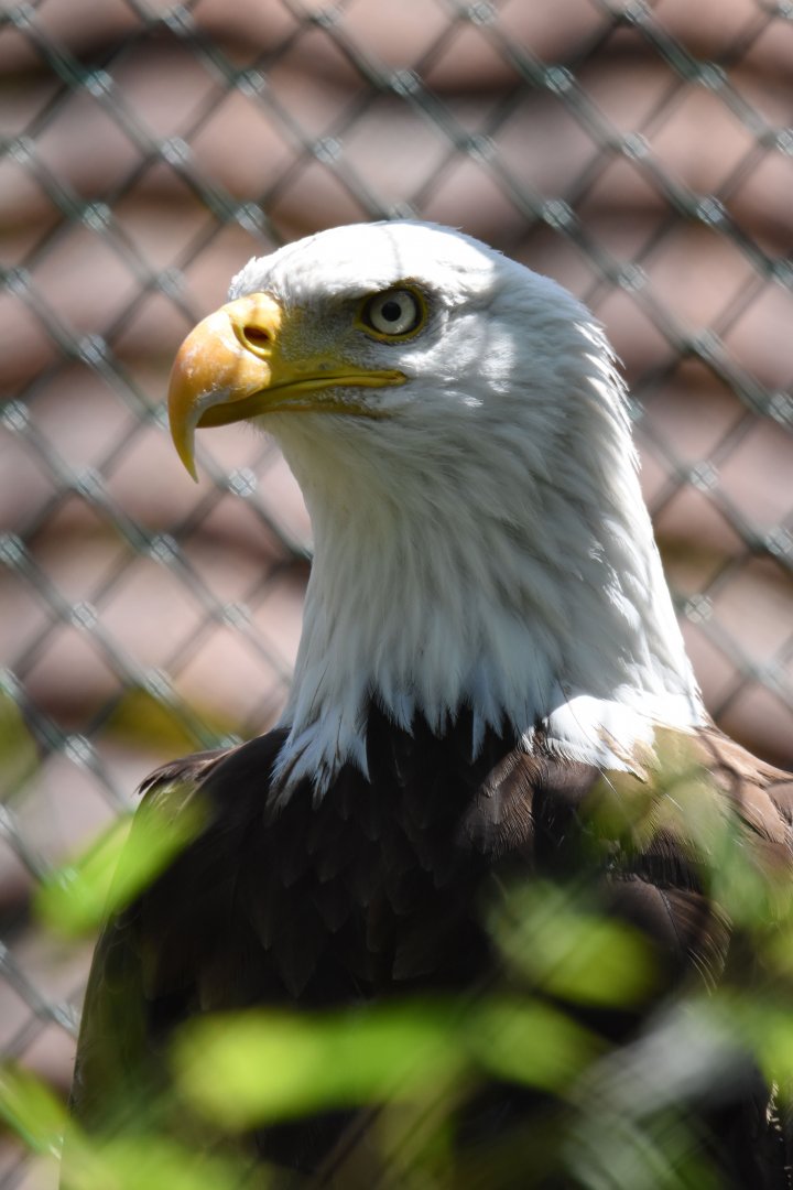 Bald eagle (Haliaeetus leucocephalus) - Bioparc de Genève