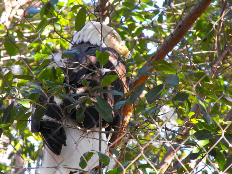 Bald Eagle (Haliaeetus leucocephalus)