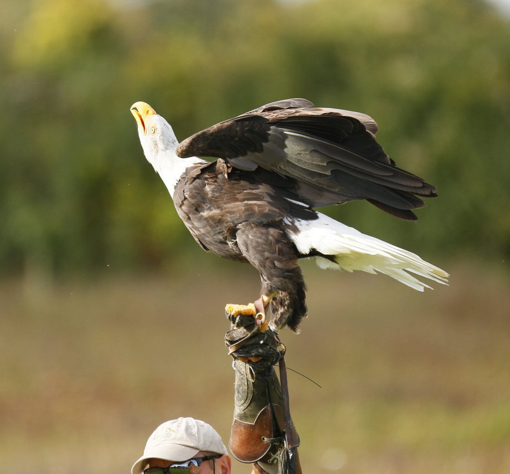 Bald eagle (Haliaeetus leucocephalus)