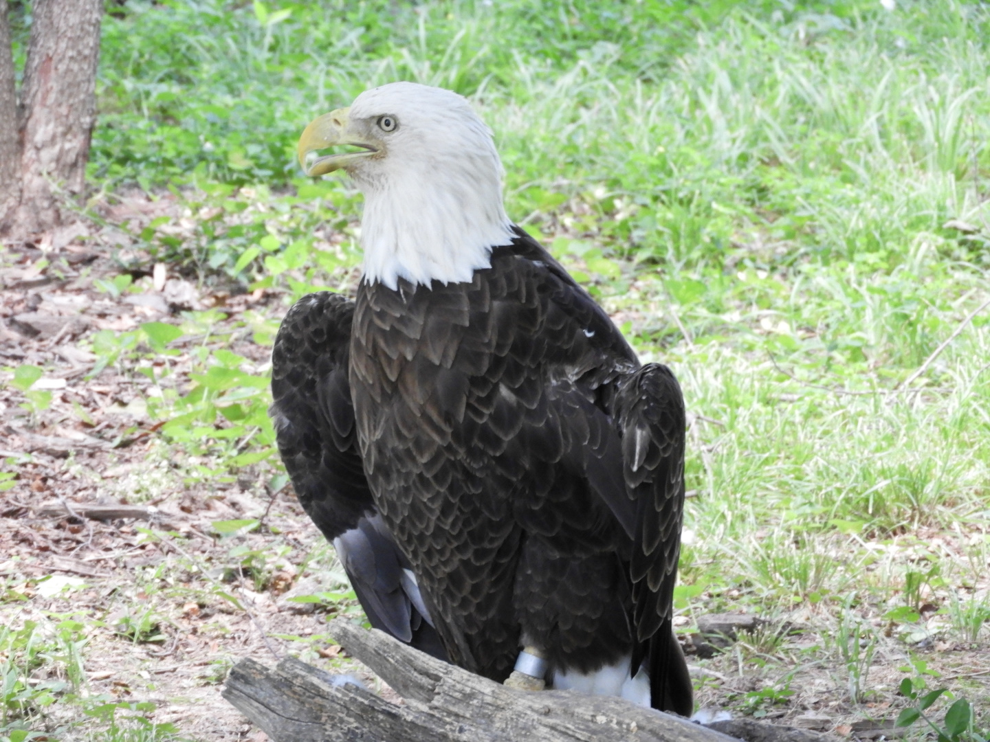 Bald Eagle (Haliaeetus leucocephalus)