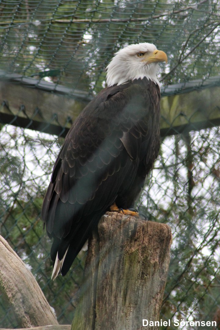 Bald eagle (Haliaeetus leucocephalus)