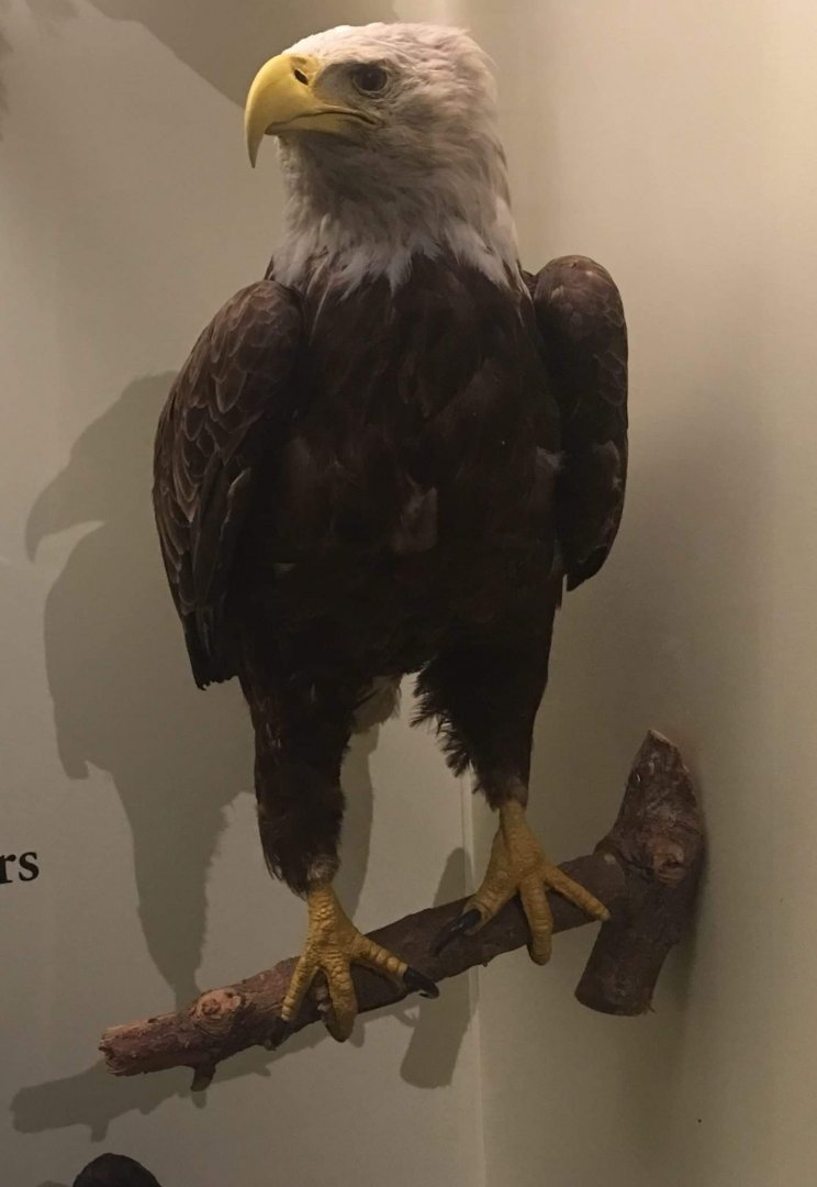 Bald eagle (Haliaeetus leucocephalus)