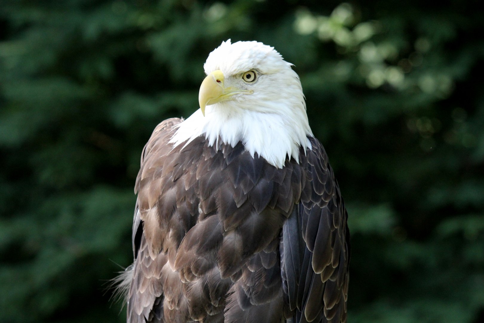 bald eagle (Haliaeetus leucocephalus)