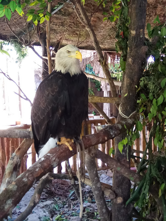 Bald Eagle (Haliaeetus leucocephalus)