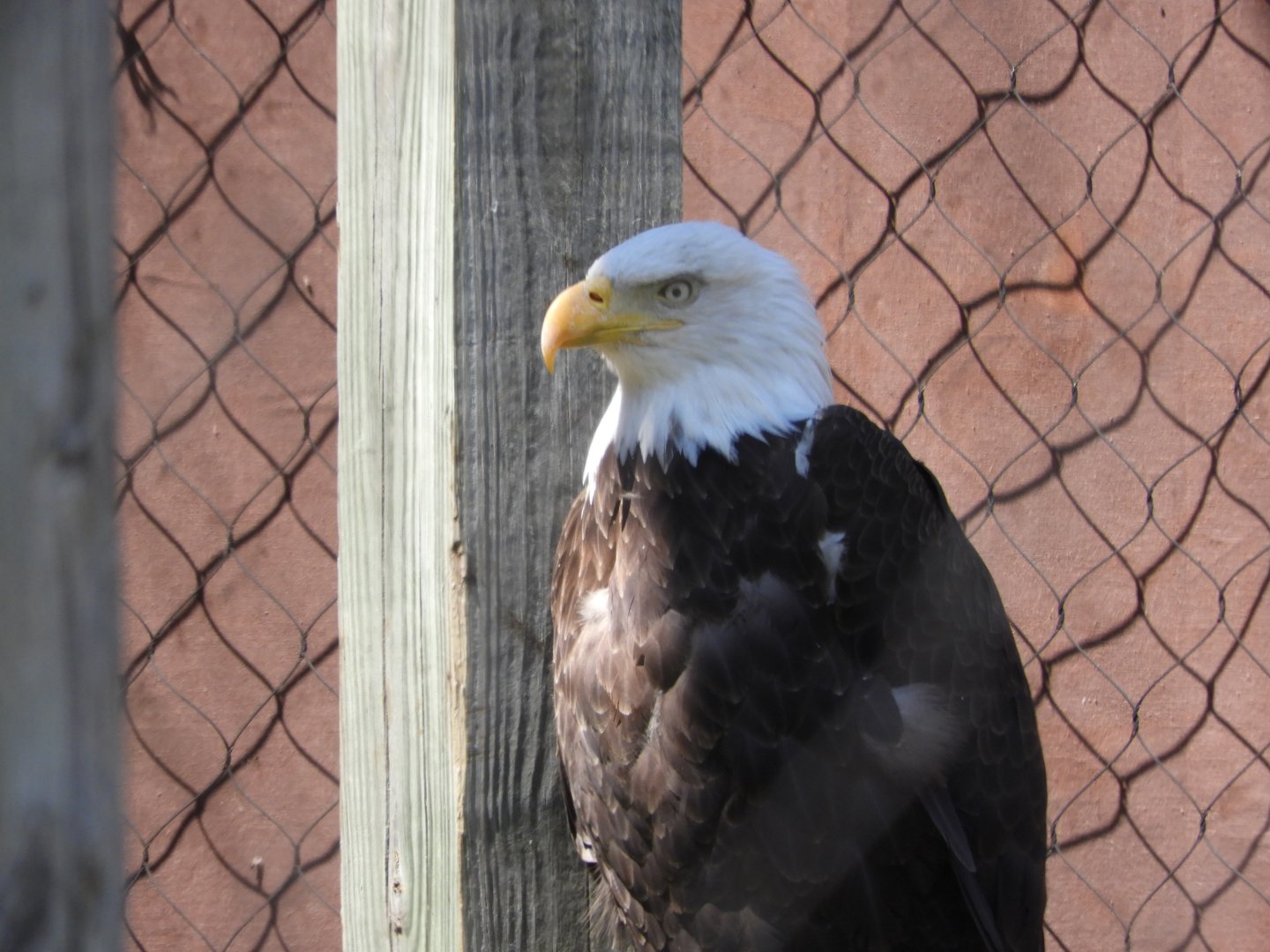 Bald Eagle (Haliaeetus leucocephalus)