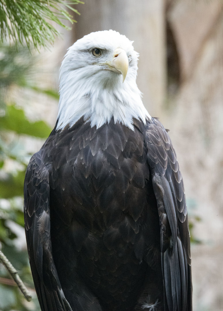 Bald eagle (Haliaeetus leucocephalus)