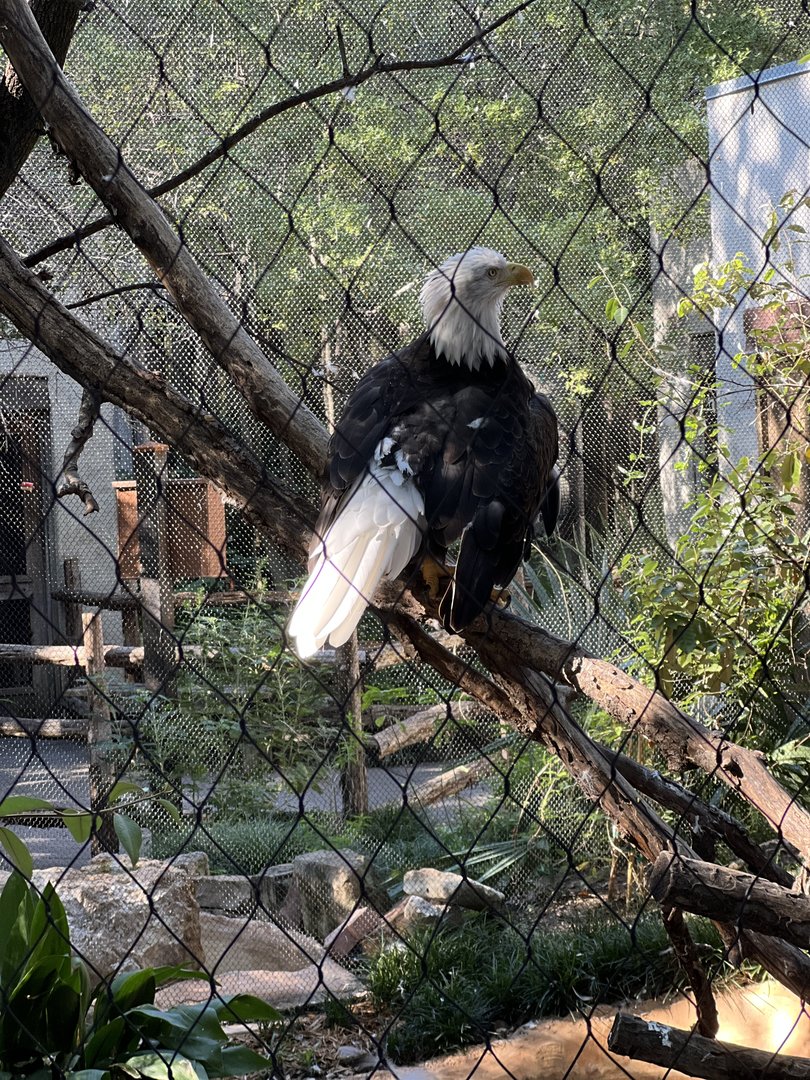 Bald Eagle (Haliaeetus leucocephalus)