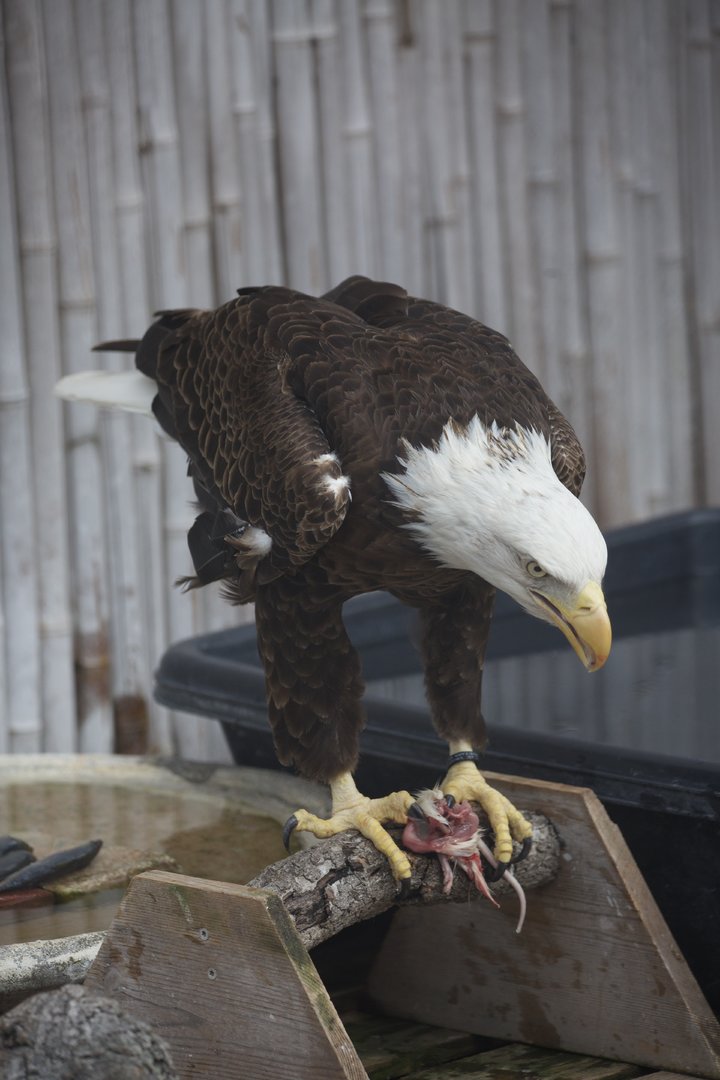 Bald Eagle/ Haliaeetus leucocephalus