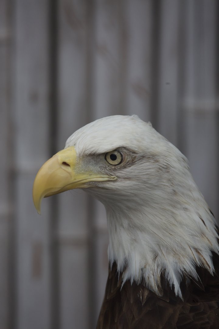 Bald Eagle/ Haliaeetus leucocephalus