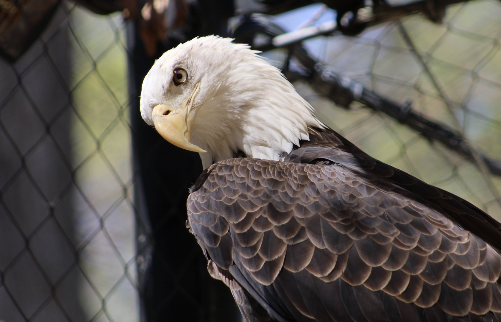 Bald Eagle (Haliaeetus leucocephalus)