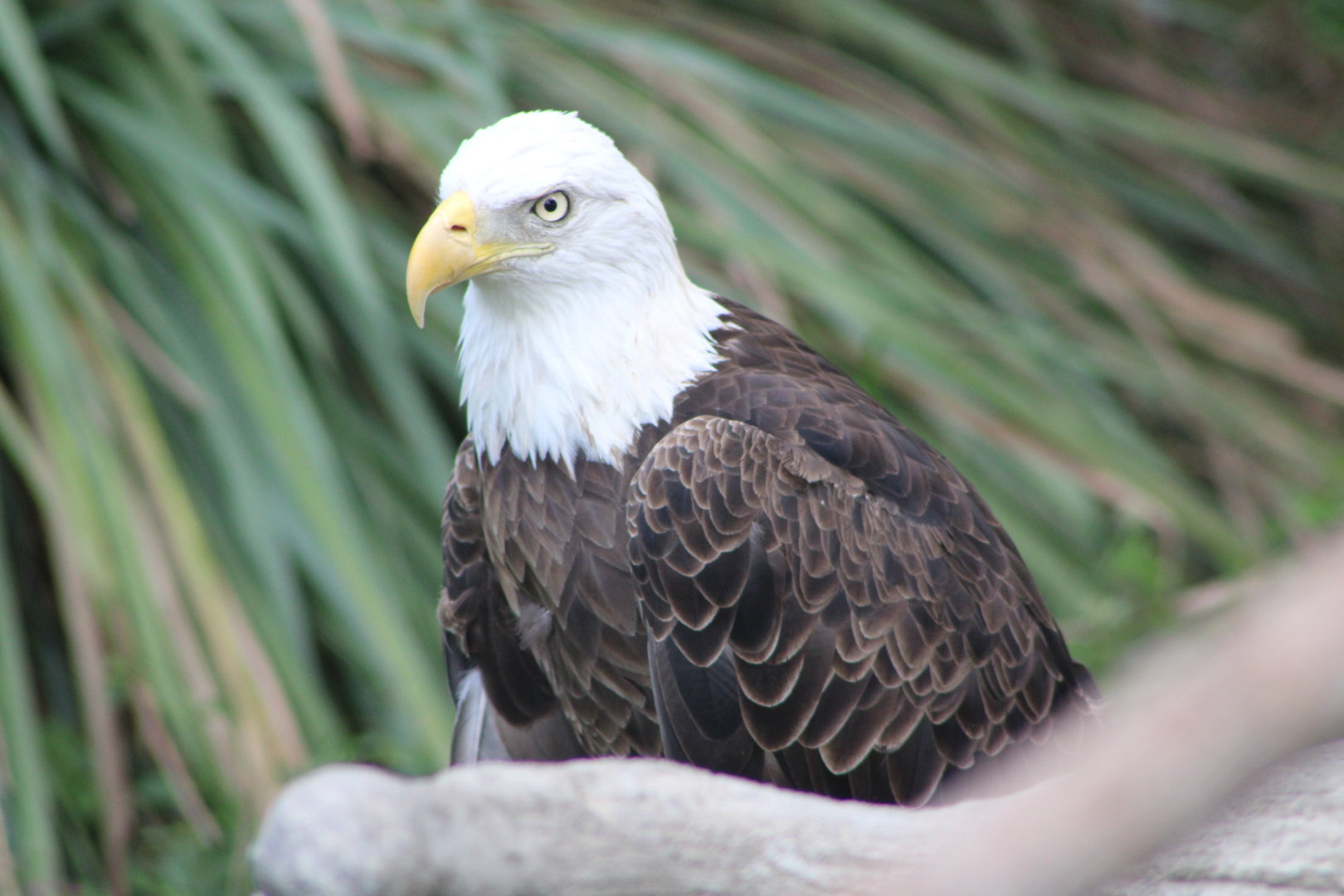 Bald Eagle (Haliaeetus leucocephalus)