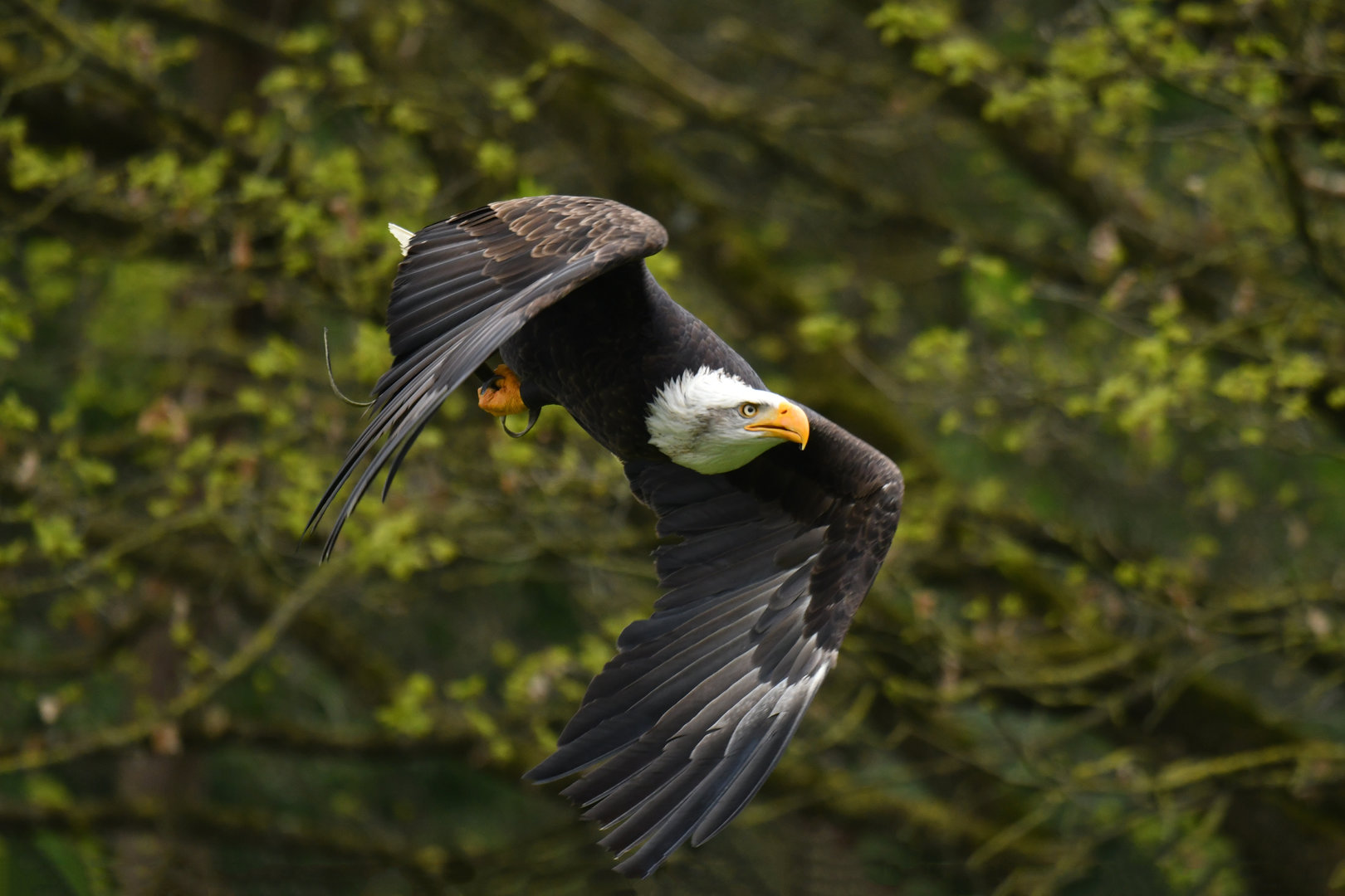 Bald Eagle Haliaeetus leucocephalus