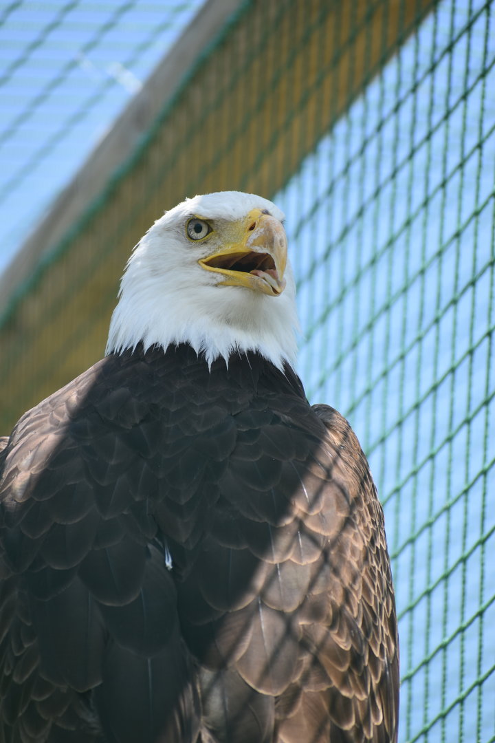 Bald Eagle - Haliaeetus leucocephalus