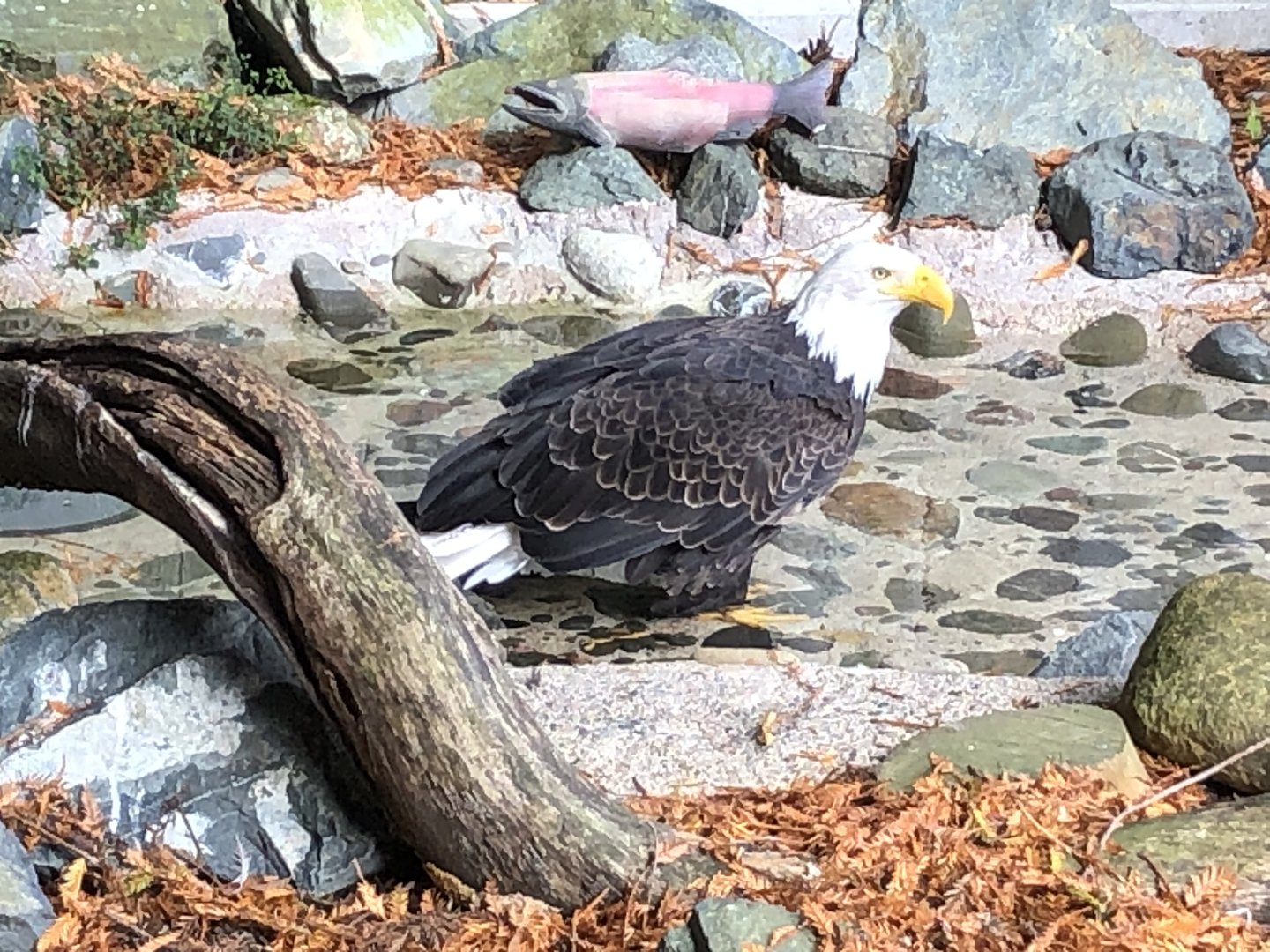 Bald eagle, Haliaeetus leucocephalus
