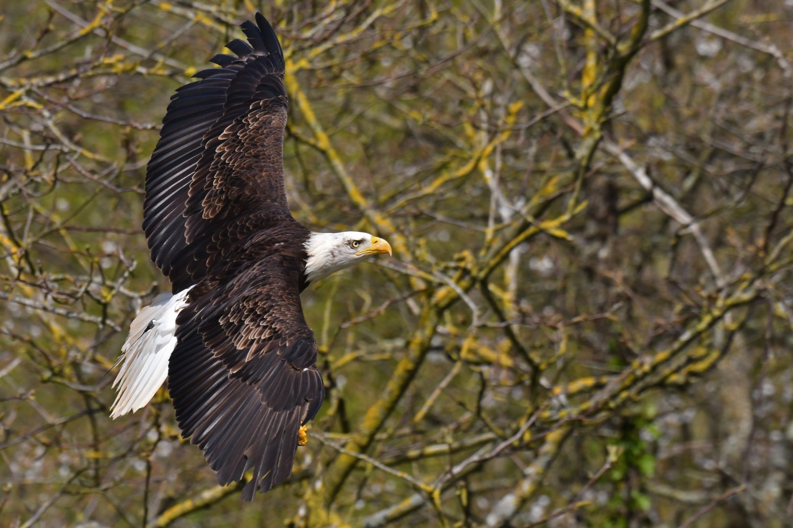 Bald Eagle Haliaeetus leucocephalus