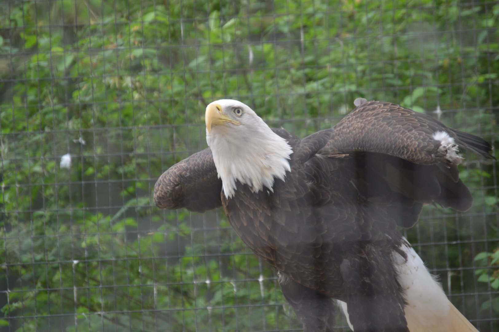 Bald Eagle (Haliaeetus leucocephalus)