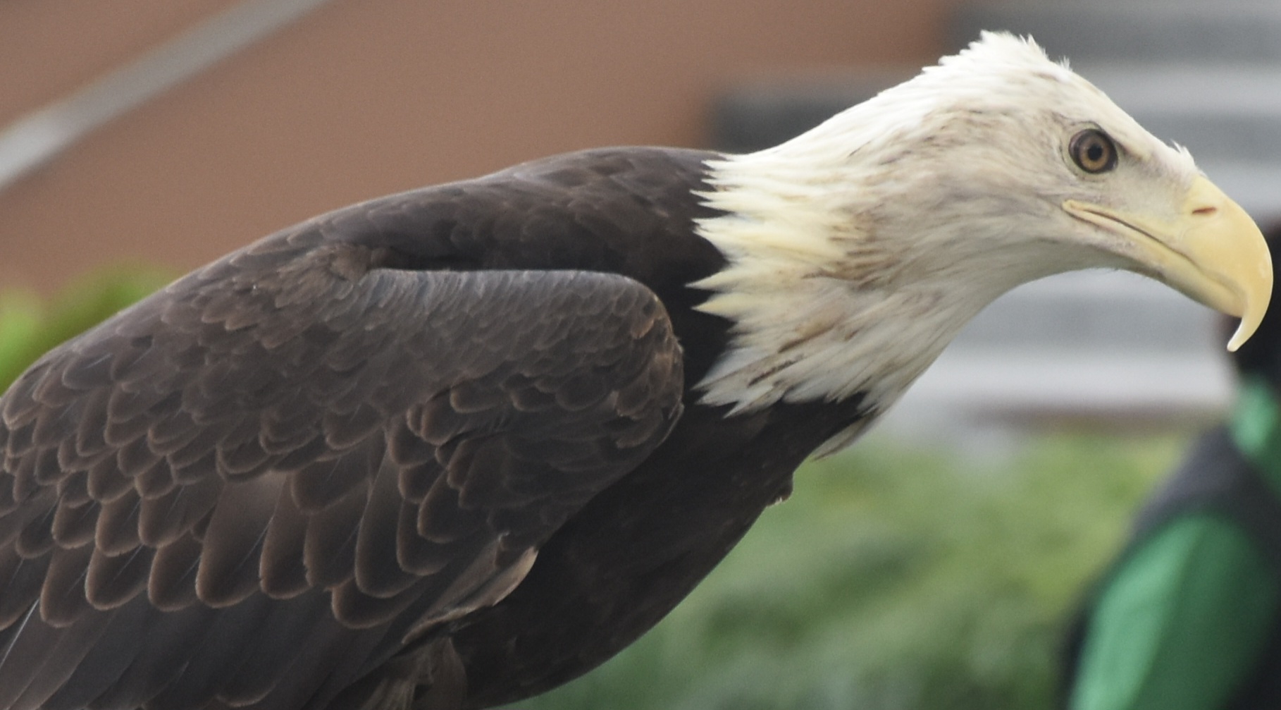 Bald Eagle (Haliaeetus leucocephalus)