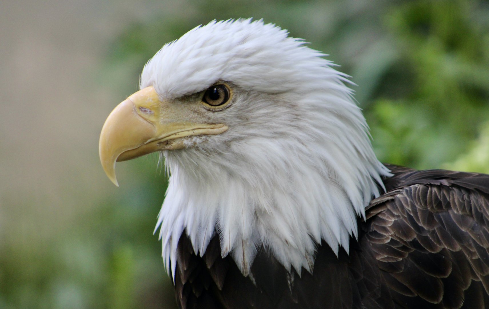 Bald Eagle (Haliaeetus leucocephalus)